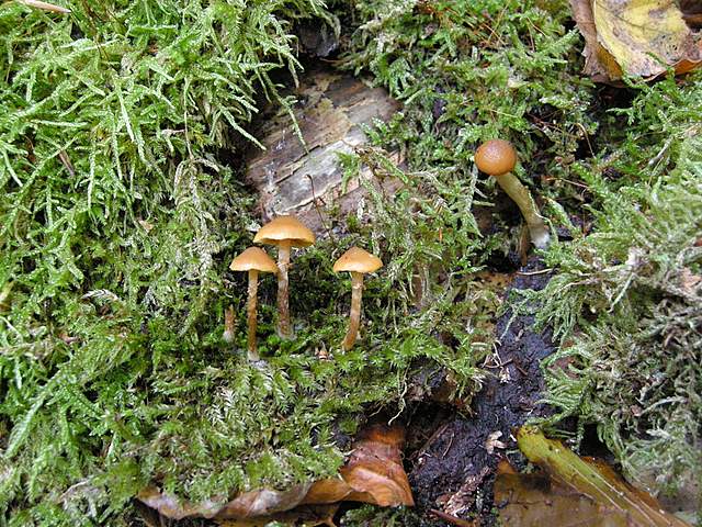 Galerina spec.  Cod.: 0260-07